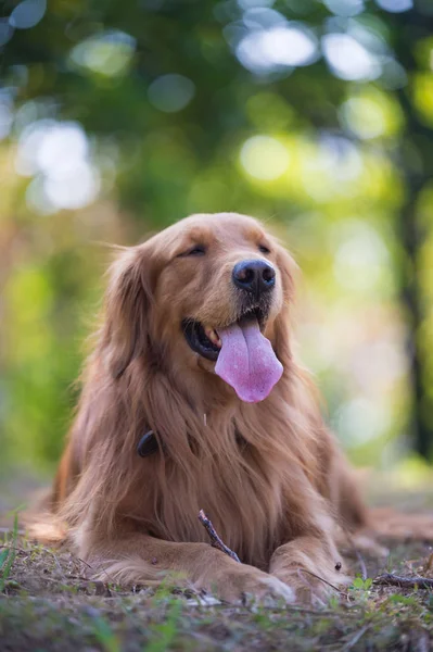 The golden retriever outside on the grass — Stock Photo, Image