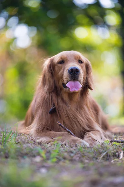 The golden retriever outside on the grass — Stock Photo, Image