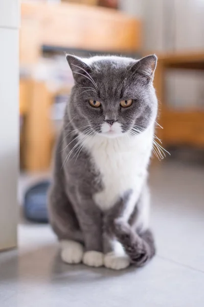 De Brits korthaar kat, genomen binnenshuis — Stockfoto