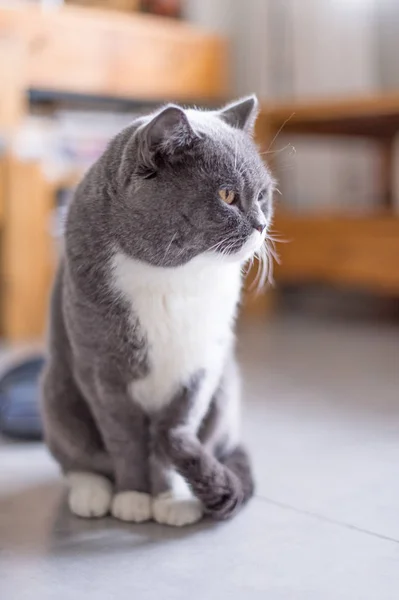 Britská krátkosrstá kočka, pořízen v interiéru — Stock fotografie