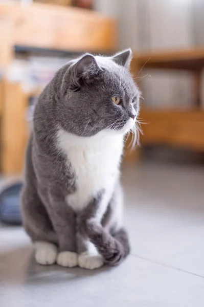 O gato britânico Shorthair, levado dentro de casa — Fotografia de Stock