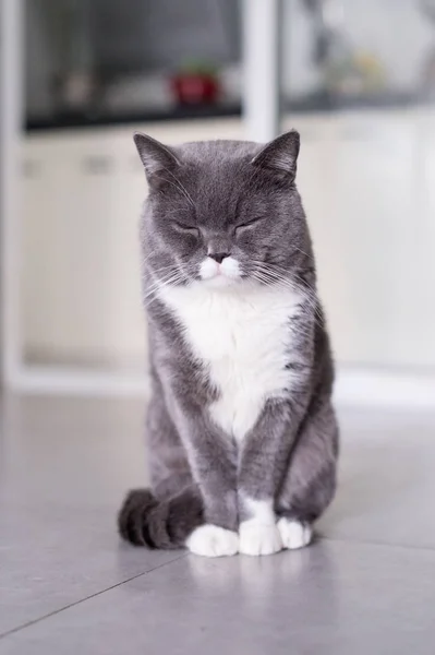 Британский кот Shorthair, пойманный в помещении — стоковое фото