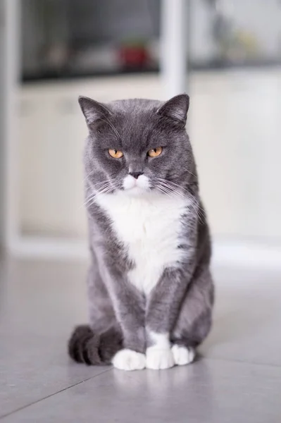 O gato britânico Shorthair, levado dentro de casa — Fotografia de Stock