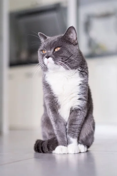 O gato britânico Shorthair, levado dentro de casa — Fotografia de Stock