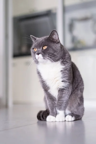 Британский кот Shorthair, пойманный в помещении — стоковое фото