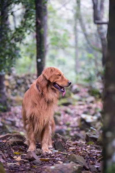 O golden retriever na floresta — Fotografia de Stock