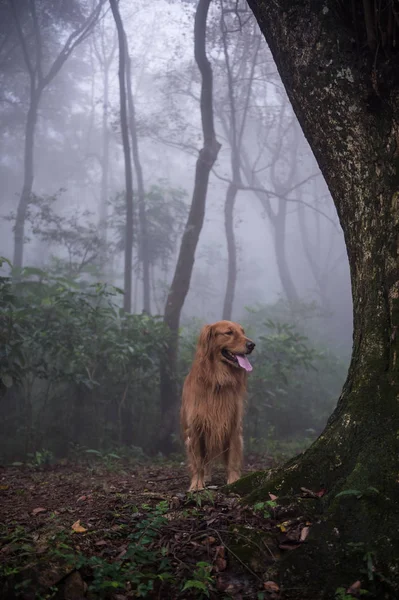 El golden retriever en el bosque —  Fotos de Stock