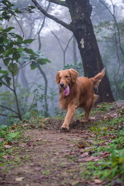 O golden retriever na floresta — Fotografia de Stock