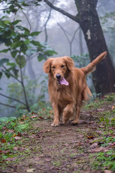 金毛猎犬在树林里 — 图库照片