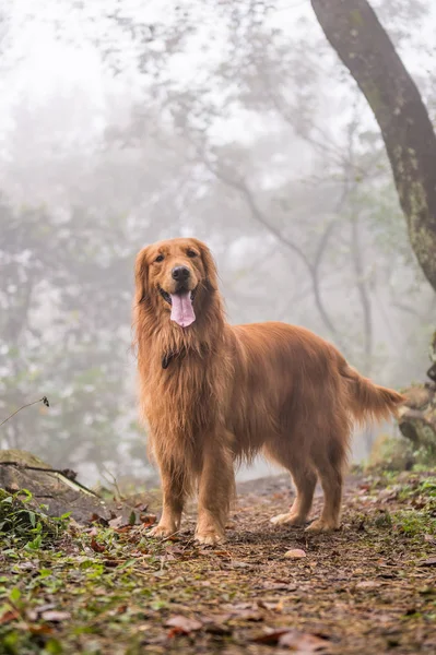 Golden retriever w lesie — Zdjęcie stockowe