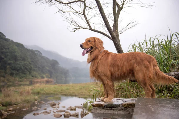 O cão dourado nos subúrbios — Fotografia de Stock