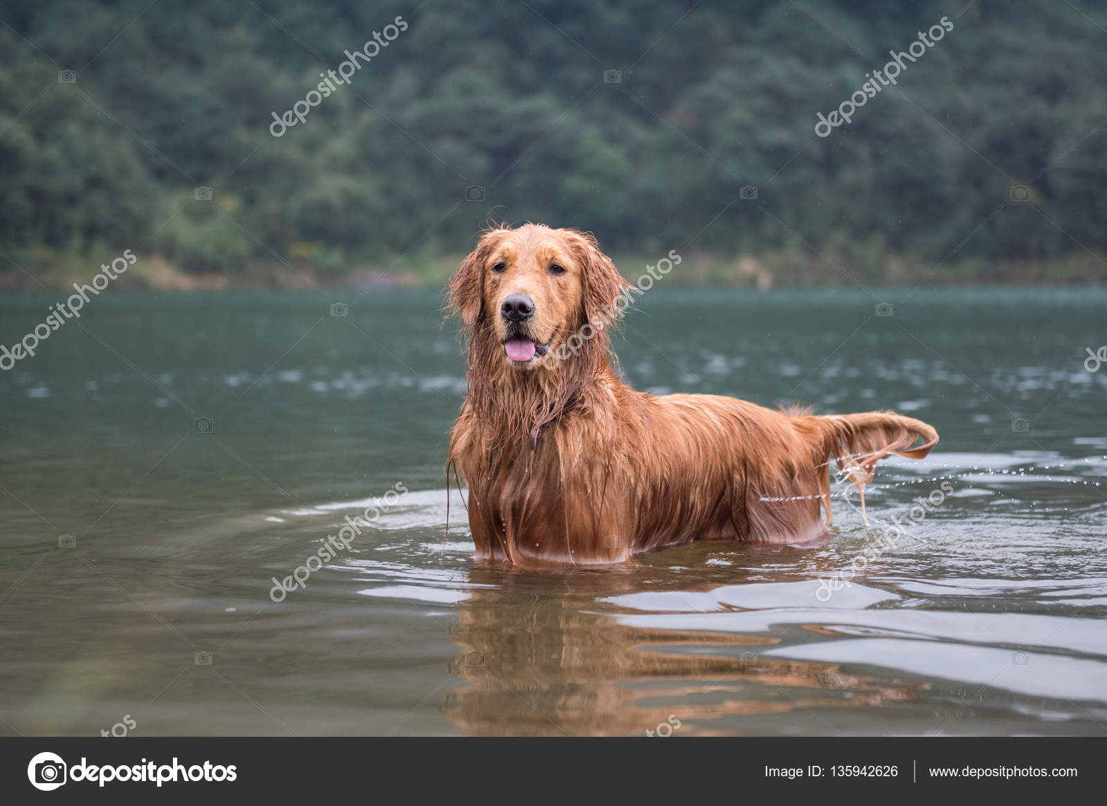 Golden retriever in the river — Stock Photo © chendongshan 135942626