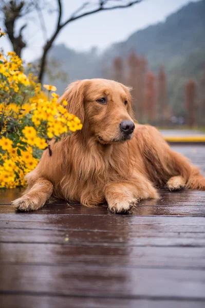 O cão dourado nos subúrbios — Fotografia de Stock