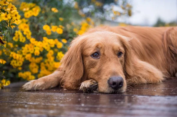 The golden hound in the suburbs — Stock Photo, Image