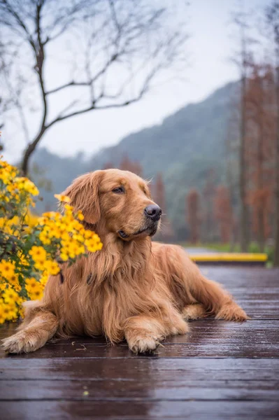 O cão dourado nos subúrbios — Fotografia de Stock