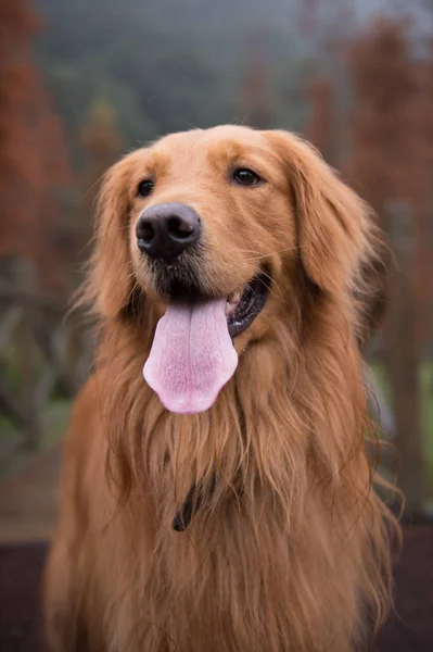 Closeup of a golden retriever — Stock Photo, Image