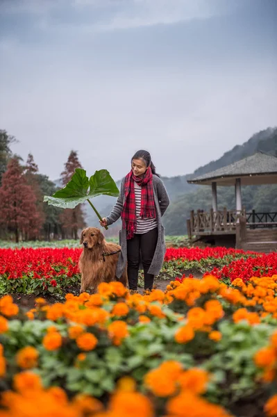 Fata și retriever de aur în flori — Fotografie, imagine de stoc