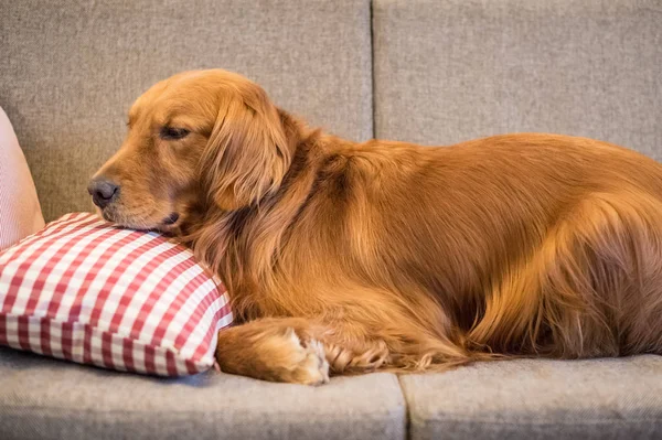 Golden Retriever Kanepede uyur — Stok fotoğraf