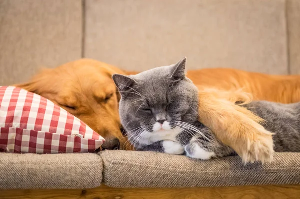 Golden retriever e gato dormir no sofá — Fotografia de Stock
