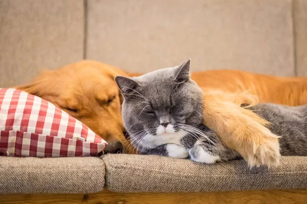 Golden Retriever und Katze schlafen auf der Couch — Stockfoto