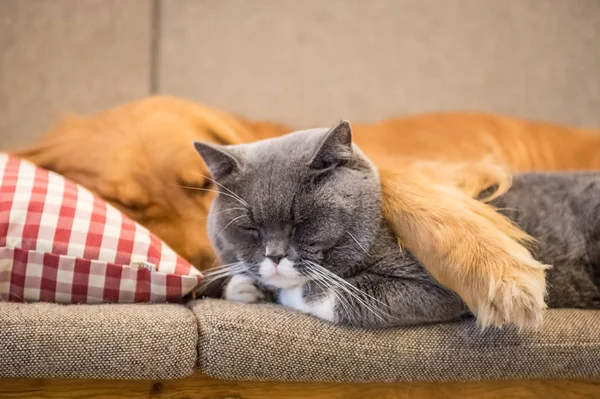 Золотистый ретривер и кошка спят на диване — стоковое фото