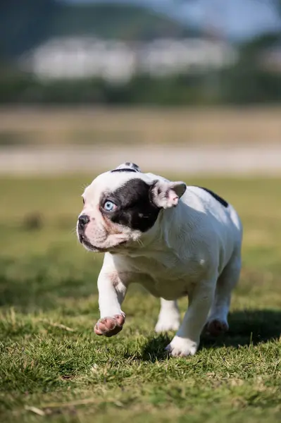 Bulldog francés jugando en la hierba — Foto de Stock