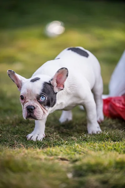 Bulldog francés jugando en la hierba — Foto de Stock