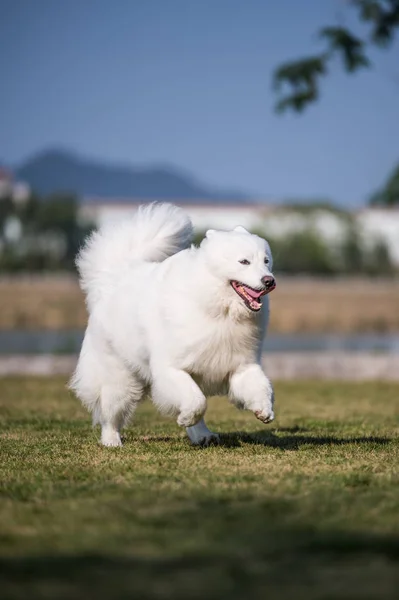 Samoyed σκύλοι τρέξιμο στο χόρτο — Φωτογραφία Αρχείου