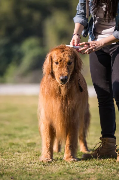 El dueño peinó el golden retriever —  Fotos de Stock