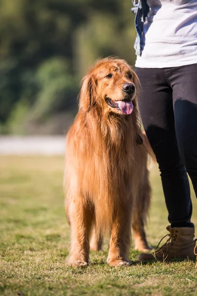 The owner combed the golden retriever — Stock Photo, Image