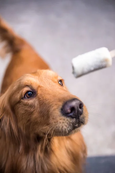 Golden retriever guardando il cibo — Foto Stock