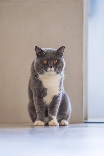 Il grigio British Shorthair — Foto Stock