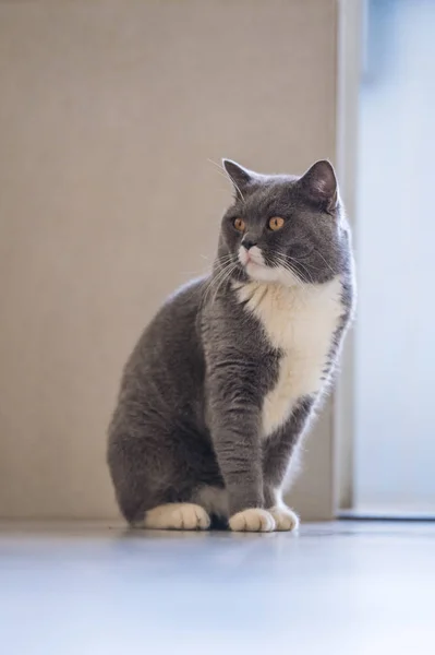 O cinzento Britânico Shorthair — Fotografia de Stock