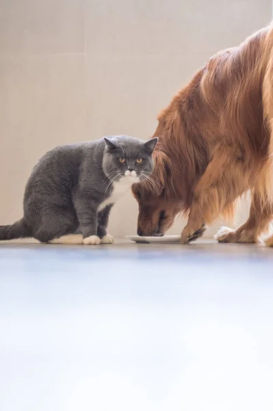 Golden Retriever e British Shorthair — Fotografia de Stock