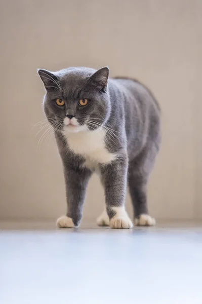 O cinzento Britânico Shorthair — Fotografia de Stock