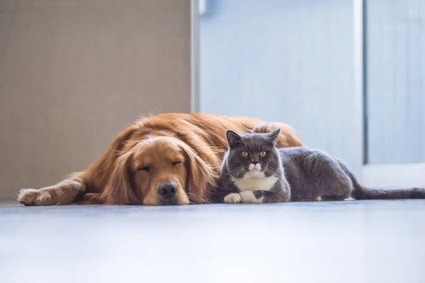 Golden Retriever και British Shorthair — Φωτογραφία Αρχείου