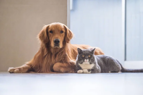 Golden Retriever και British Shorthair — Φωτογραφία Αρχείου