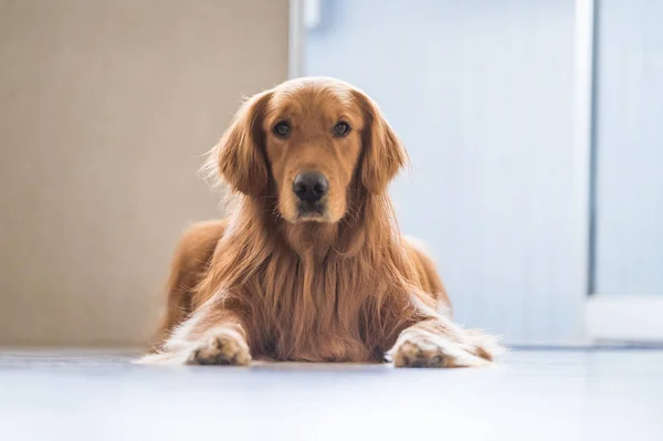 Golden retriever tendido en el suelo — Foto de Stock