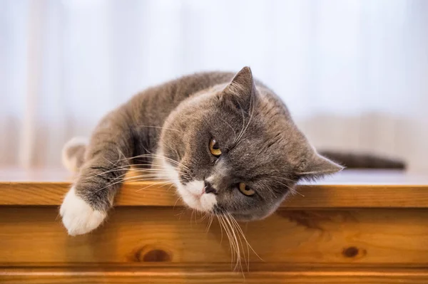 O cinzento Britânico Shorthair — Fotografia de Stock