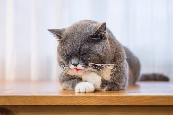 O cinzento Britânico Shorthair — Fotografia de Stock