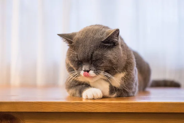 O cinzento Britânico Shorthair — Fotografia de Stock