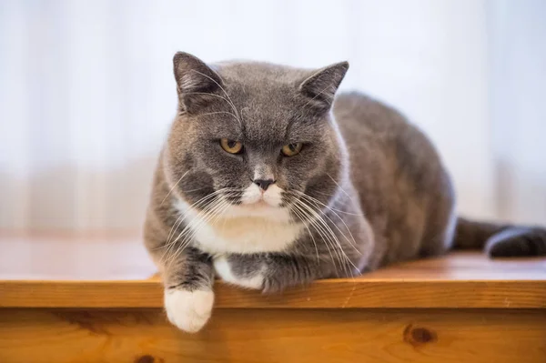 The gray British Shorthair — Stock Photo, Image