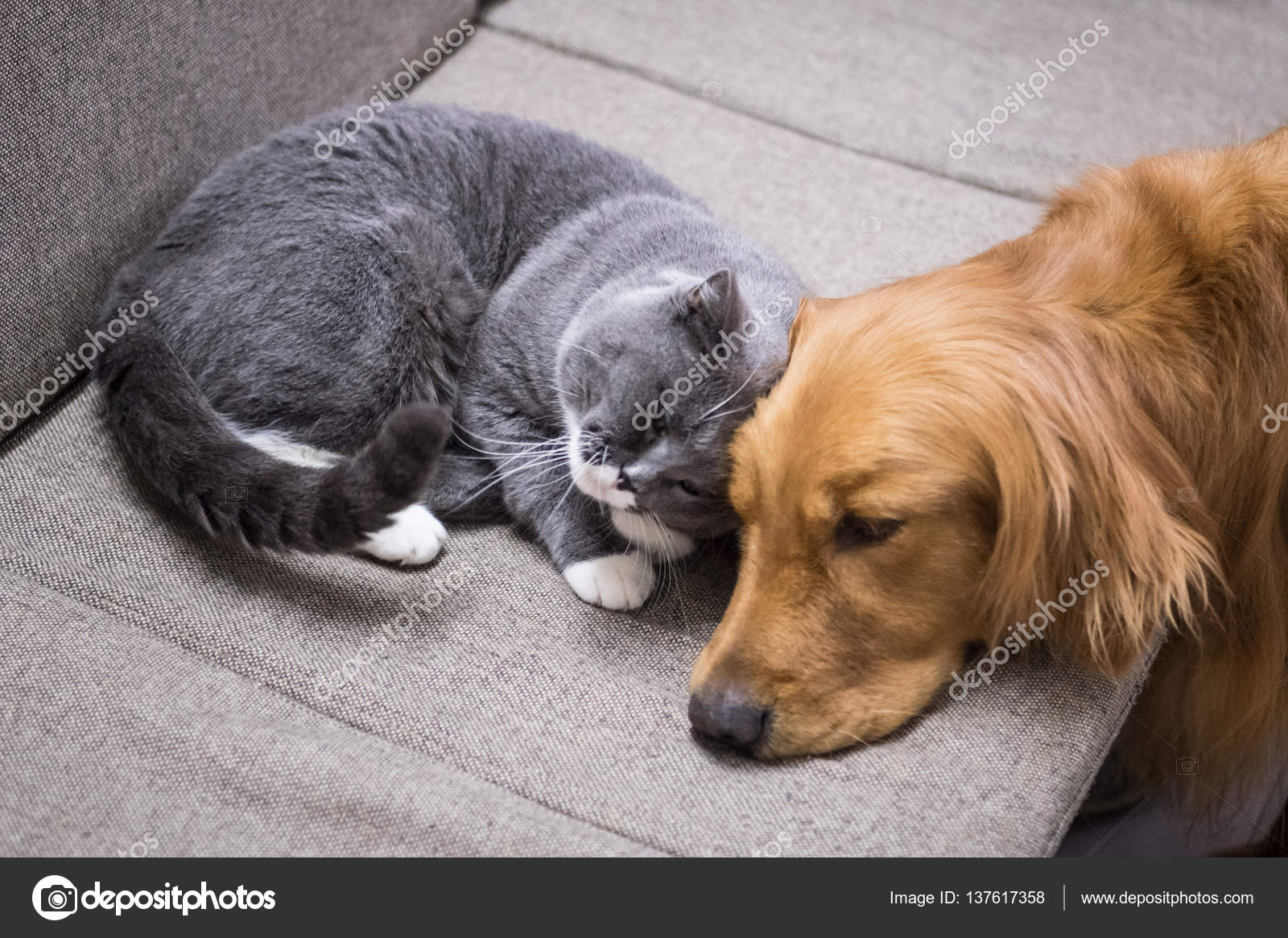 British Shorthair And Golden Retriever Stock Photo