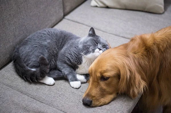 British Shorthair et Golden Retriever — Photo