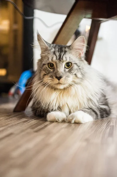 Кот из Мэна, запертый в помещении — стоковое фото
