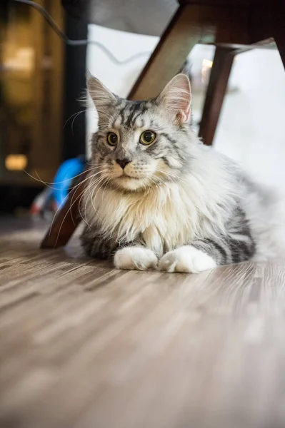 Кіт Мен, прийняті в приміщенні — стокове фото
