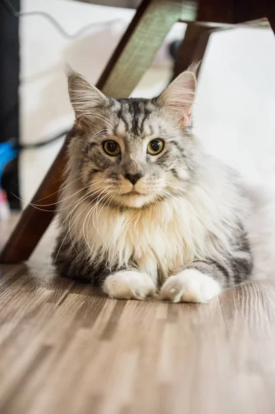 The Maine cat, taken indoors — Stock Photo, Image