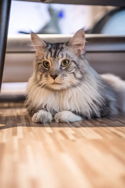 Kapalı alınan Maine kedi — Stok fotoğraf