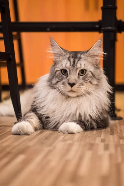 O gato Maine, tomado dentro de casa — Fotografia de Stock