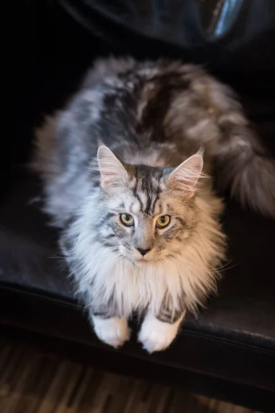 Кот из Мэна, запертый в помещении — стоковое фото